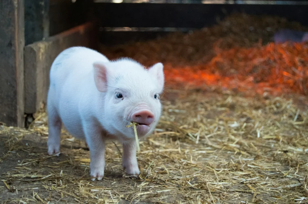 Cellva ampliará produção de gordura suína cultivada para indústria de alimentos sem necessidade de abate dos animais. (Foto: Unsplash).
